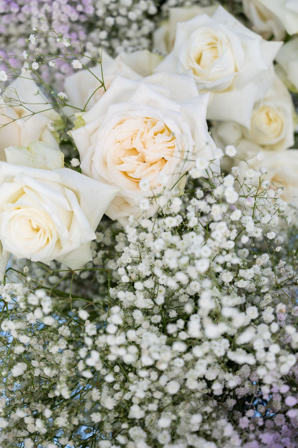 Delicate white garden roses arranged with wispy baby's breath flowers create an elegant floral arrangement.