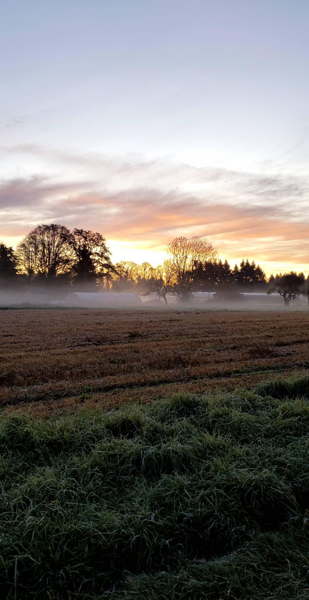 Foggy sunrise over grassy fields and trees in the Pacific Northwest