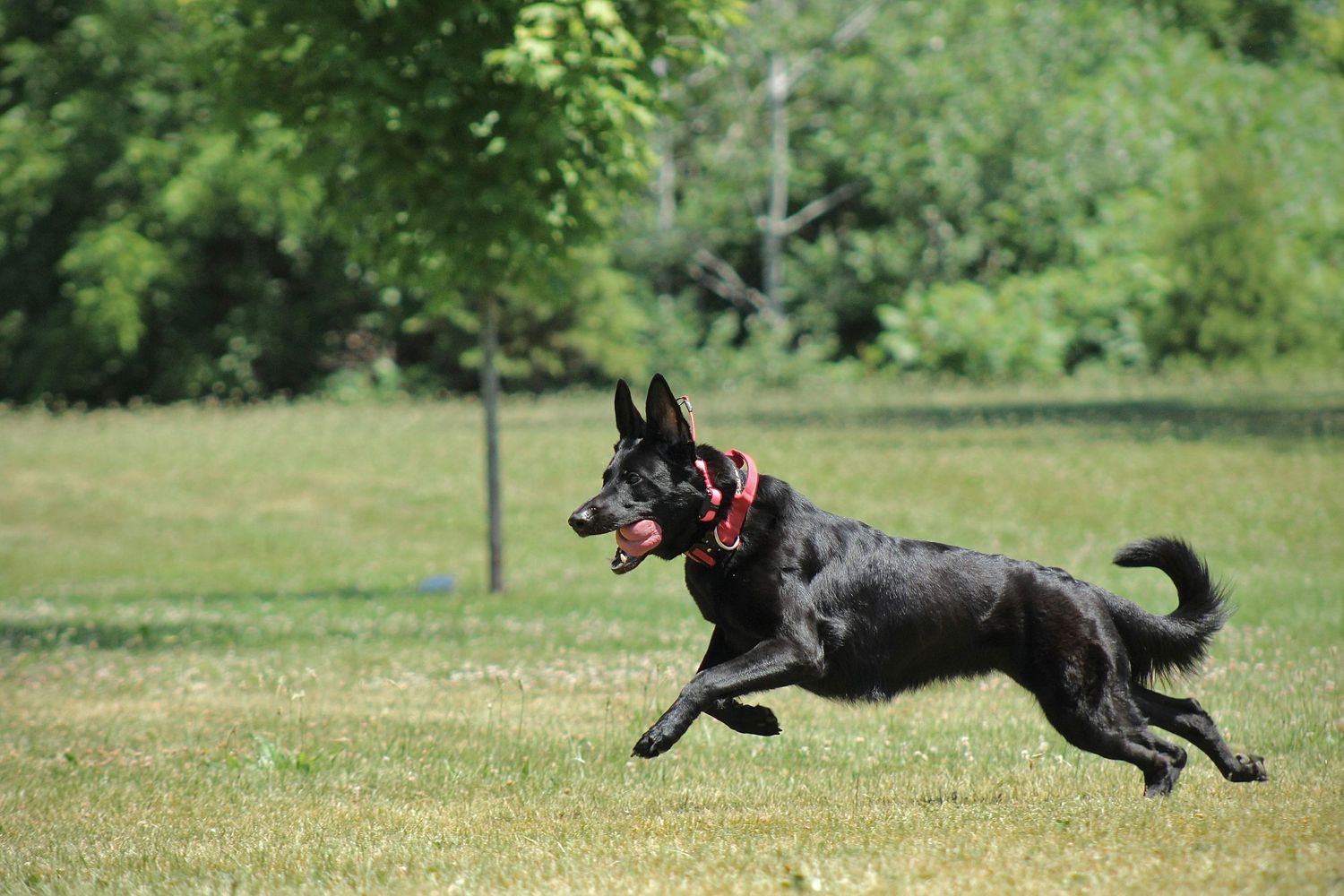 German Shepherd running