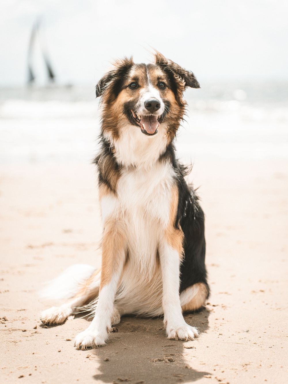 Chien heureux assis sur la plage avec du sable et un arrière-plan brumeux. Florent Vause