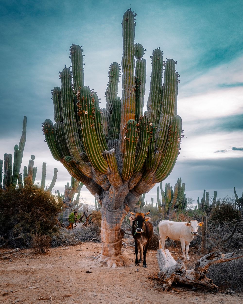 Two cows sheltering beneath a giant cardon cactus in Baja desert.