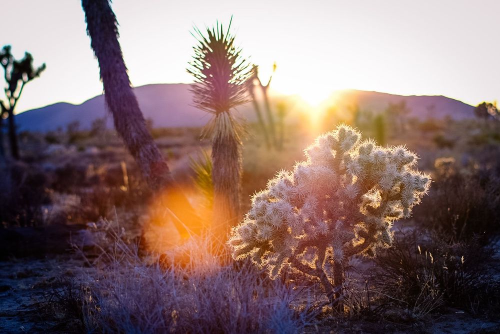 Golden sunrise light through Joshua trees and cholla cactus in desert.