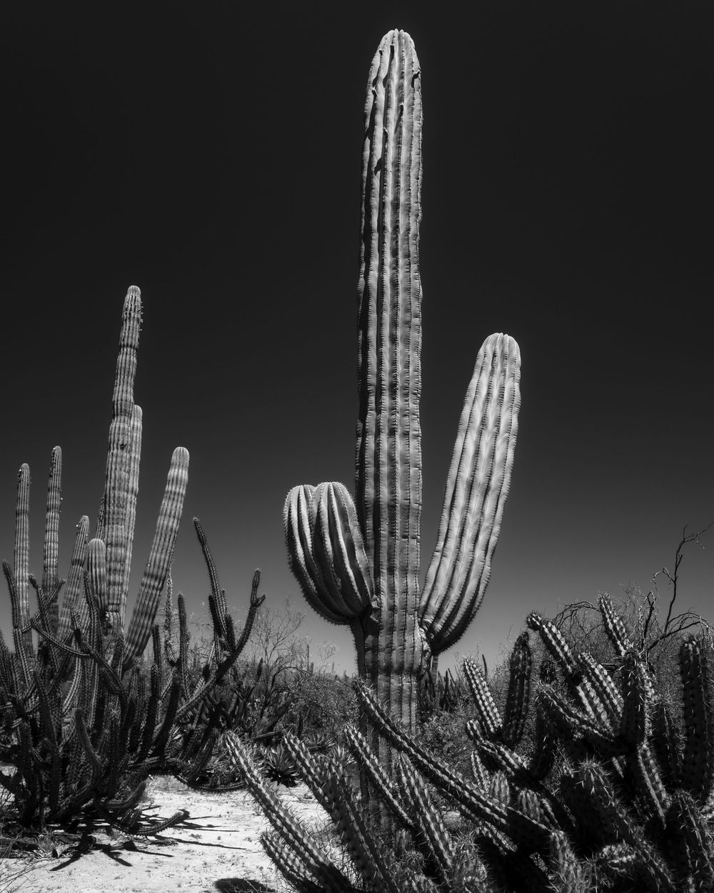 Tall saguaro cactus surrounded by various cacti species in black and white desert landscape.