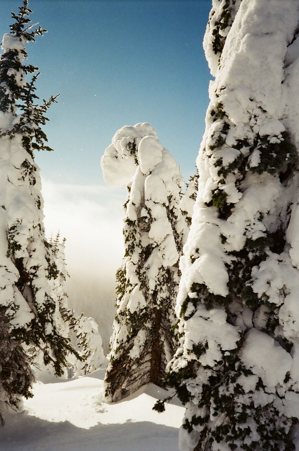 Snow covered evergreen trees create a dramatic winter landscape against a bright blue sky.