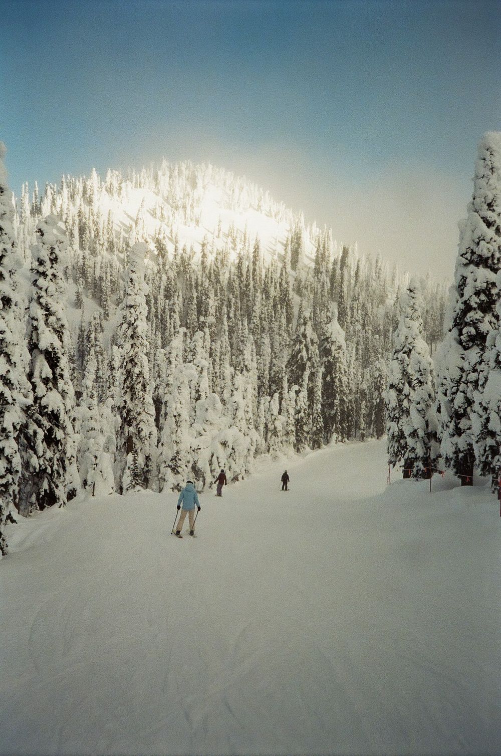 Snow-covered evergreen trees line a pristine ski slope under a clear blue sky.