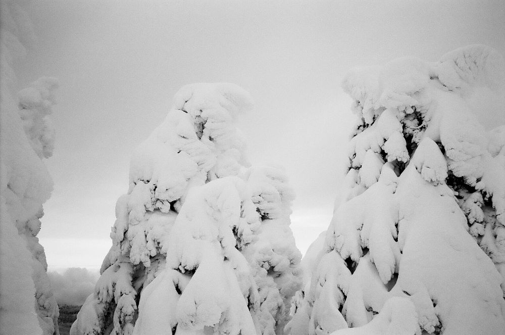 Snow-laden evergreen trees create ghostly figures against a misty winter backdrop.