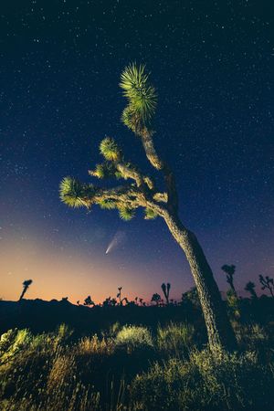 A Joshua tree silhouetted against a starry night sky in Joshua Tree National Park during a desert sunset.