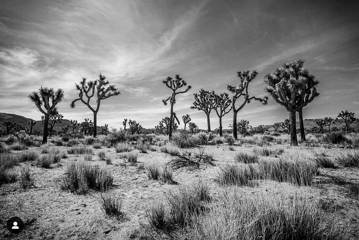 Black and white landscape of Joshua trees scattered across a desert with dramatic cloudy sky and scrub brush in Joshua Tree National Park.