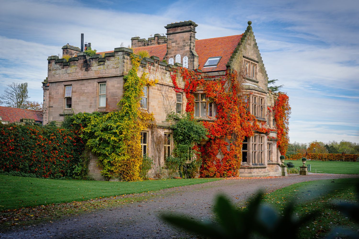 Historic stone manor house with red autumn ivy covering its facade on a sunny day. Ellingham Hall