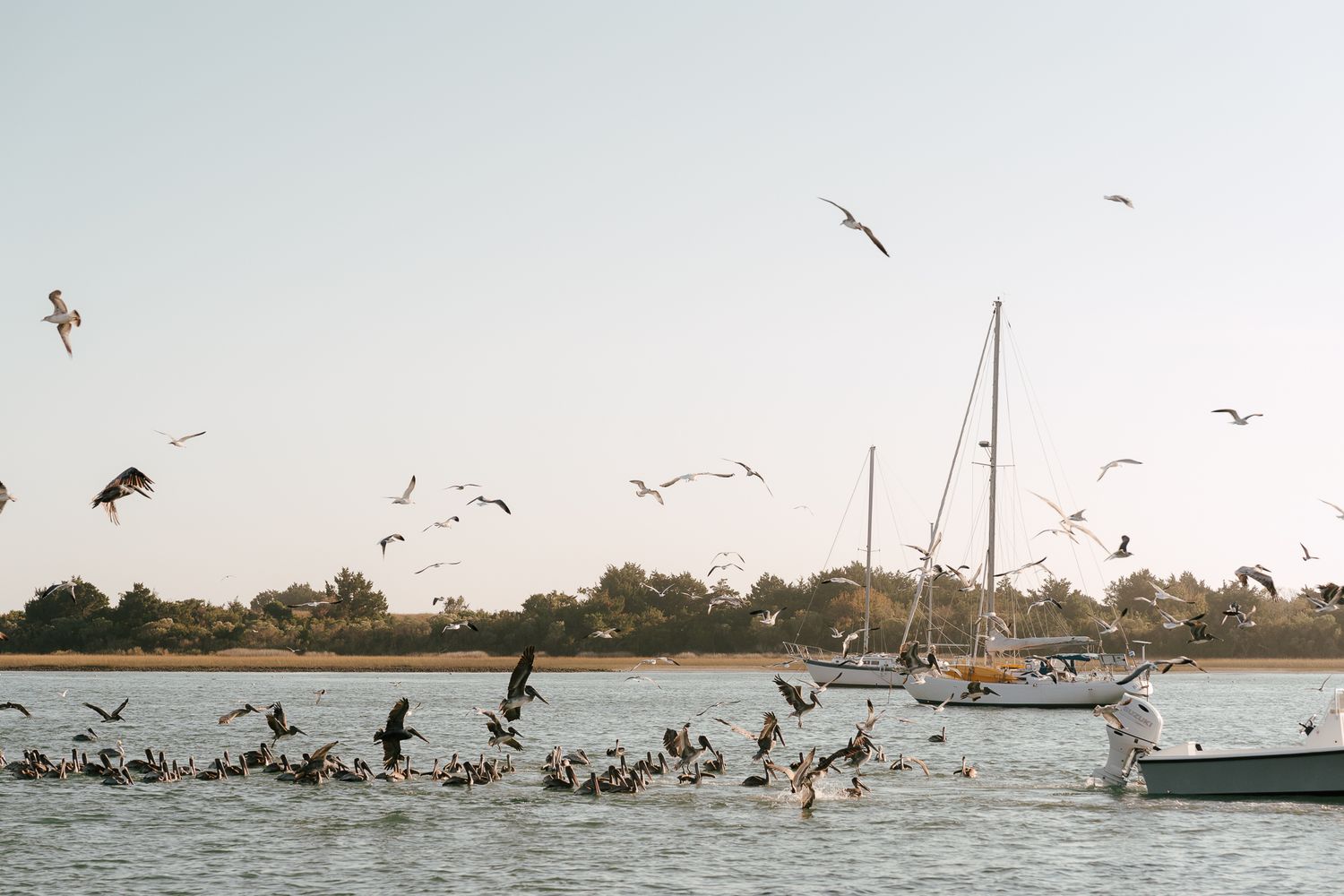 A panoramic sequence of seabirds diving into water near boats as they feed on fish in a coastal setting. Beaufort, NC Photographer