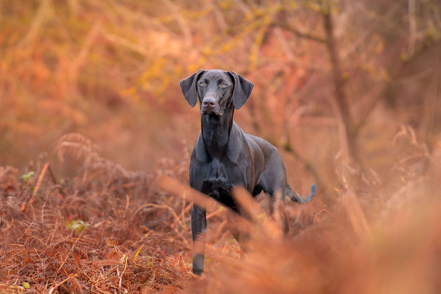 Majestic brown dog standing alert in autumn forest with orange foliage and bokeh background in Rotherham, Sheffield South Yorkshire