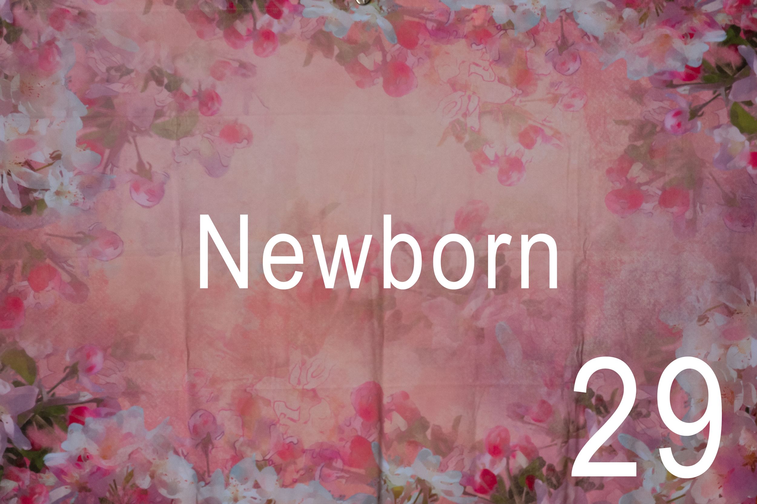 Pink cherry blossoms create a romantic floral backdrop with soft bokeh lighting effects.