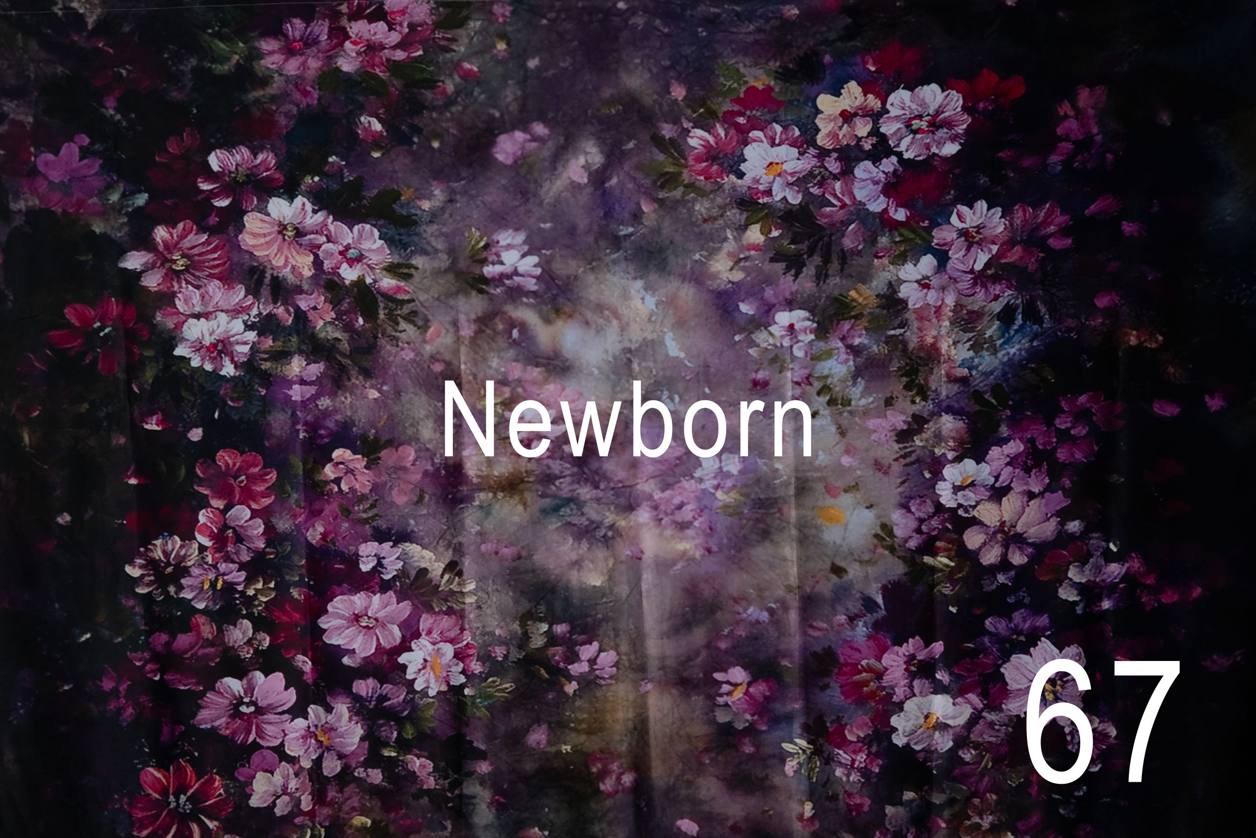 Pink cherry blossoms bloom against a dark background creating a dreamy floral backdrop.