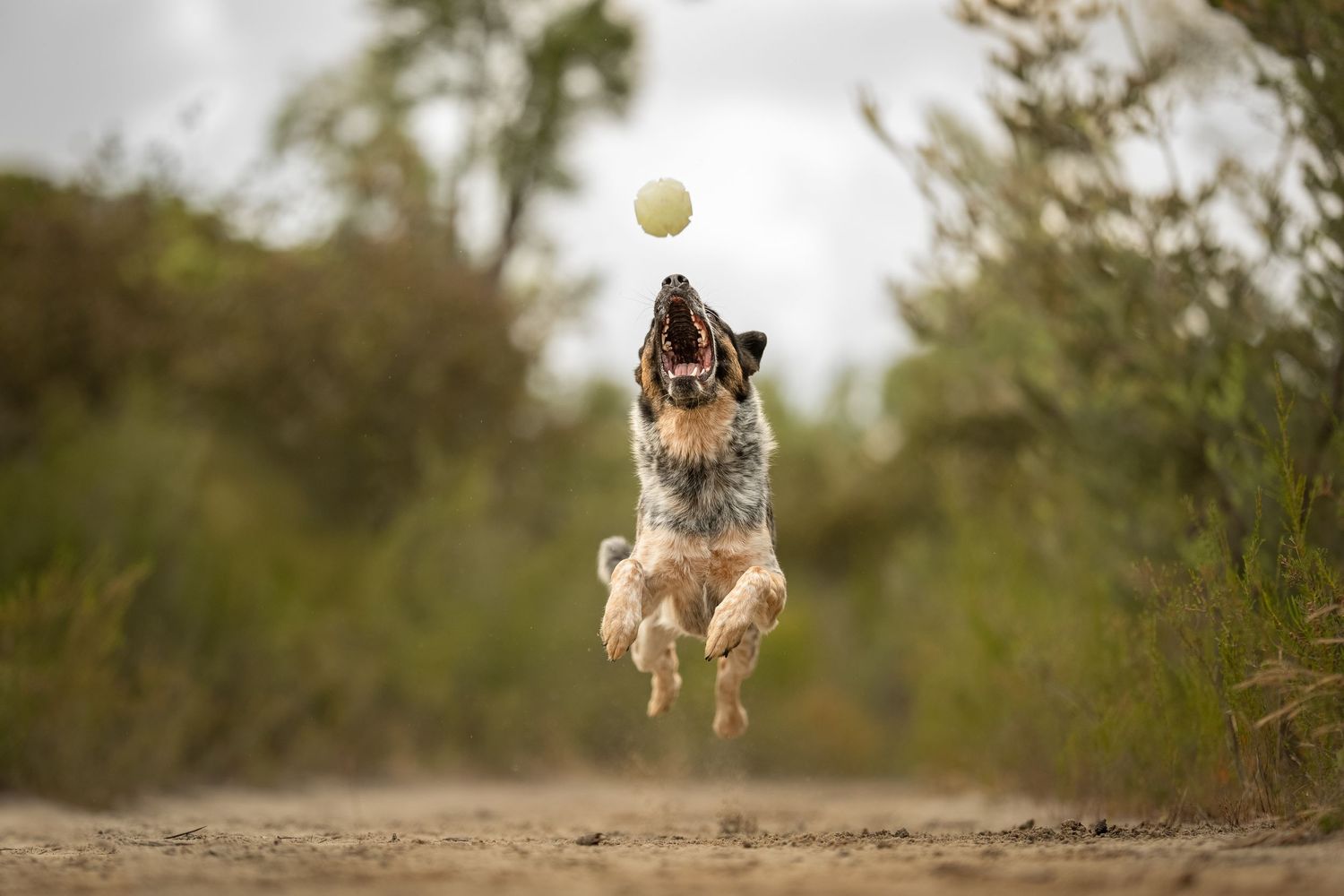 A playful dog leaps high into the air while chasing a tennis ball in a natural outdoor setting at Lake Gnangara in Perth.