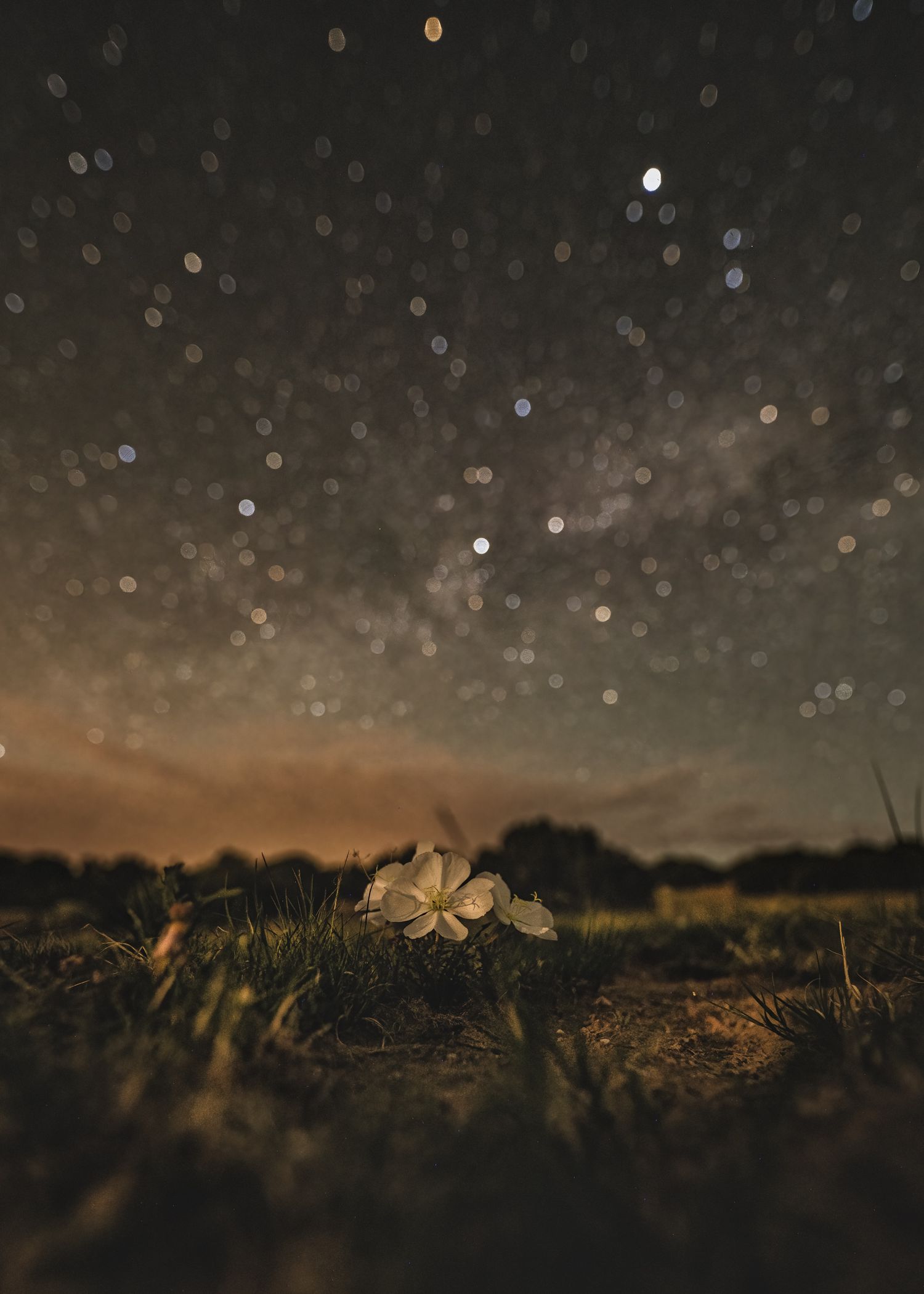 A delicate white cosmos flower blooms at dusk with bokeh lights twinkling in the dark night sky above.