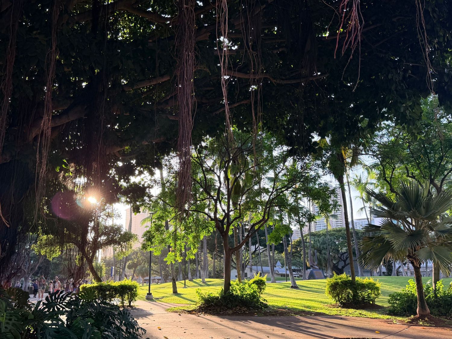 Sunlight filters through towering banyan trees in a lush tropical park with green lawns and palm trees.