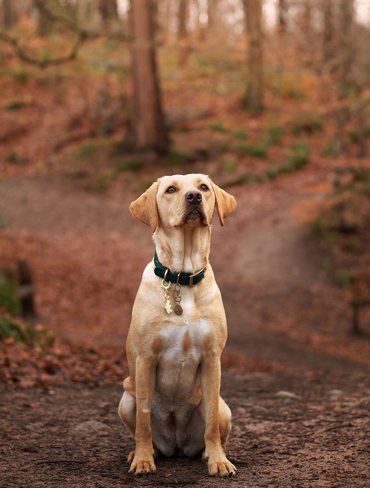 Yellow Labrador Retriever sitting on a forest trail wearing a green collar, surrounded by autumn foliage.