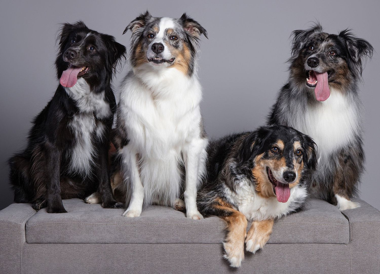Australian Shepherd dogs posing together on a gray couch against a studio background, tongues out and smiling at fetching fido fotography.