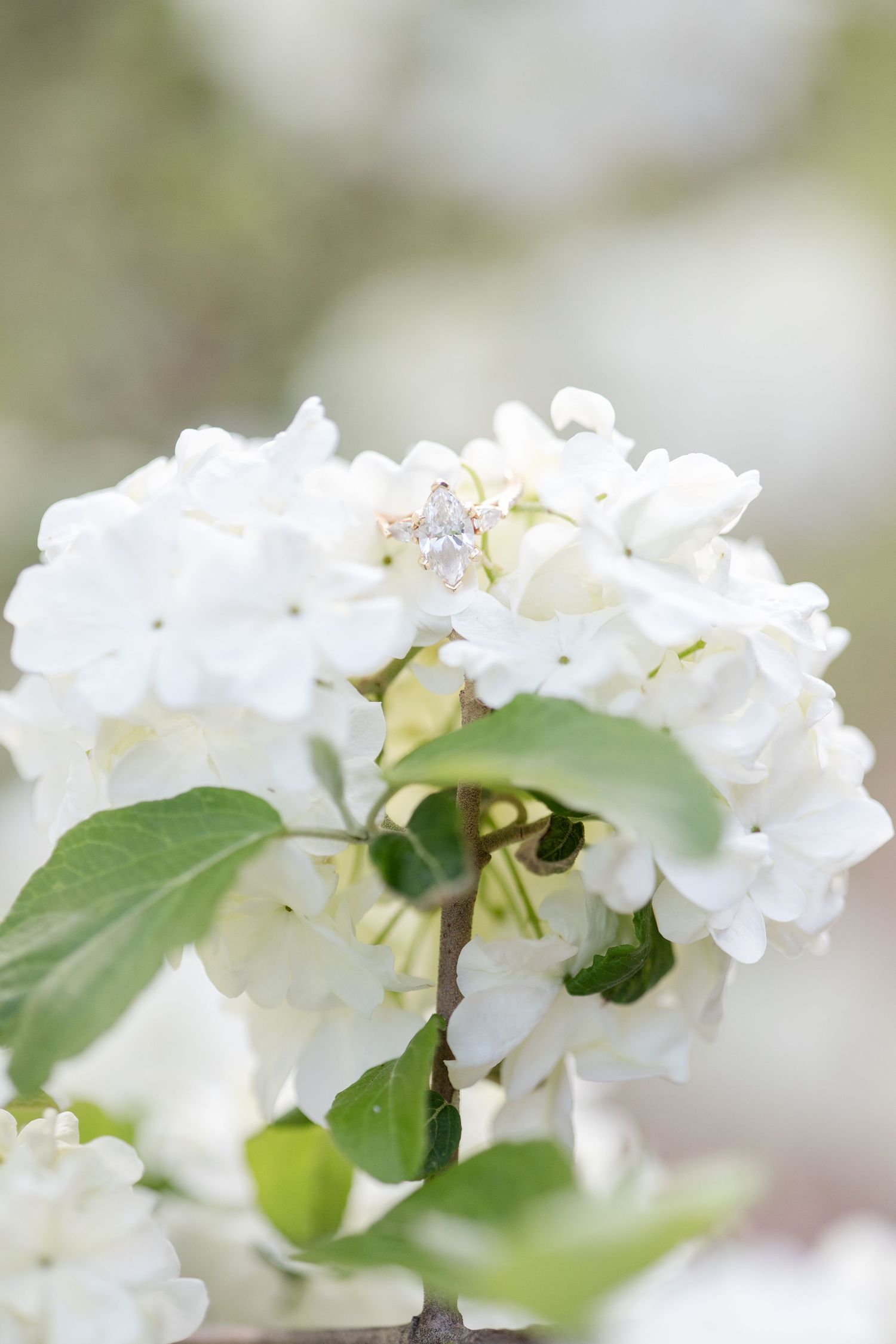 Diamond engagement ring nestled among white hydrangea blooms with green leaves in soft natural light. morgantown wv engagement sunset