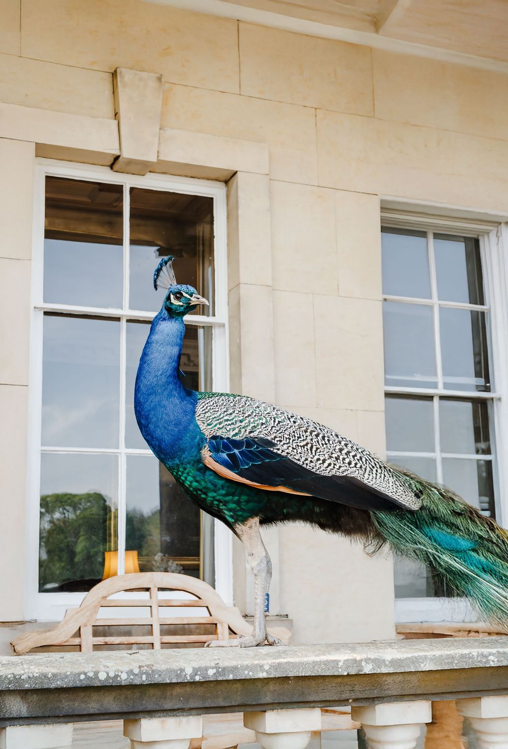 A vibrant peacock with iridescent blue-green plumage perched on a stone balustrade outside a Georgian manor house.