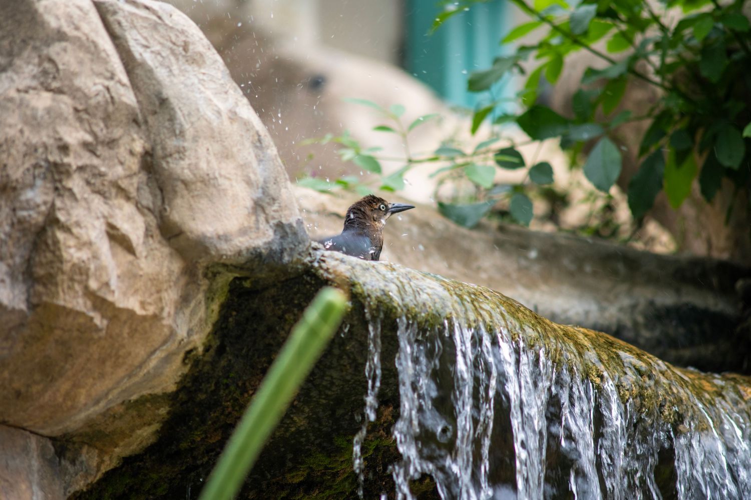 A small bird perched on a mossy rock beside a gentle waterfall surrounded by lush green foliage.