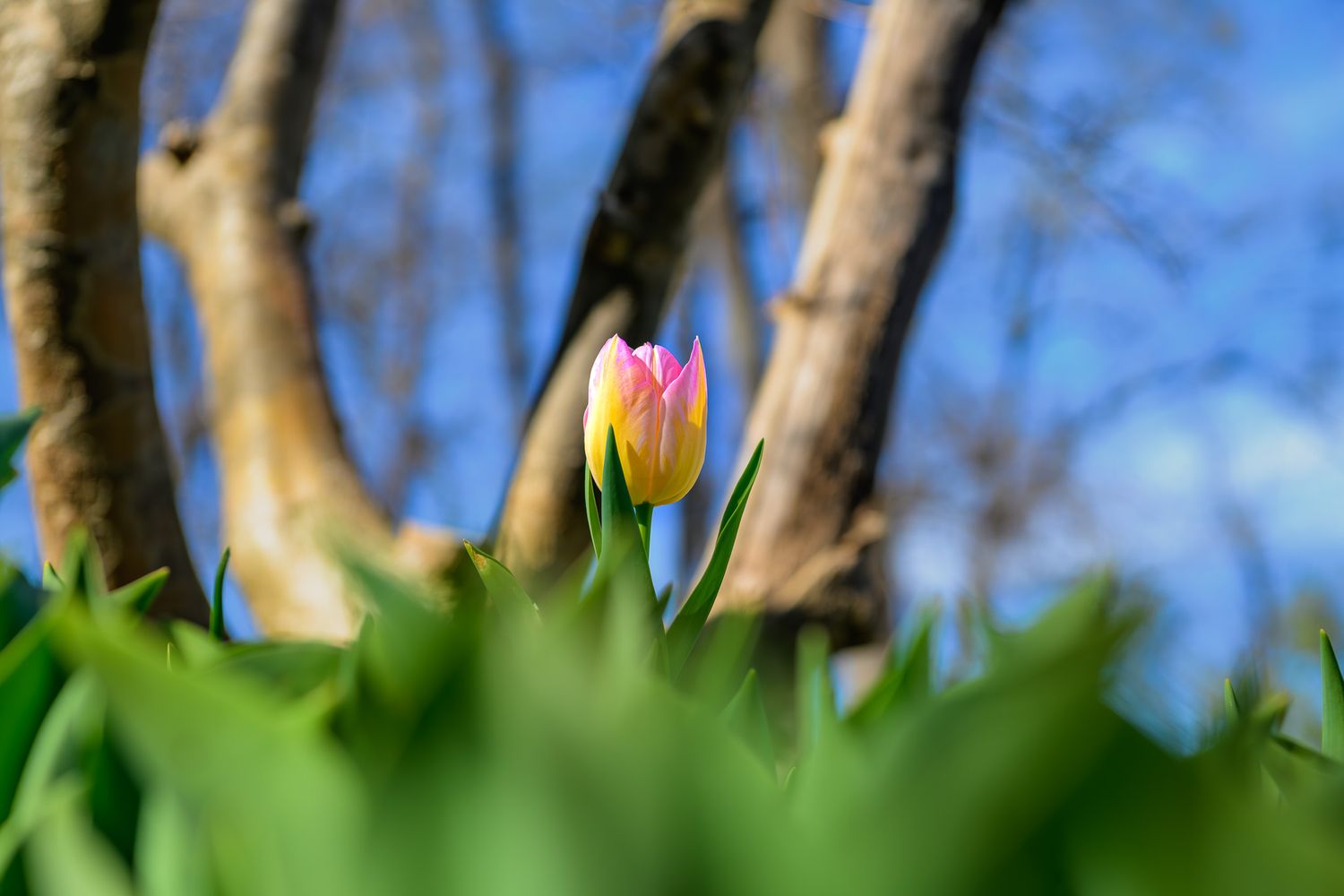 A pink tulip bud emerges from lush green foliage with bare trees and blue sky in a spring woodland garden.