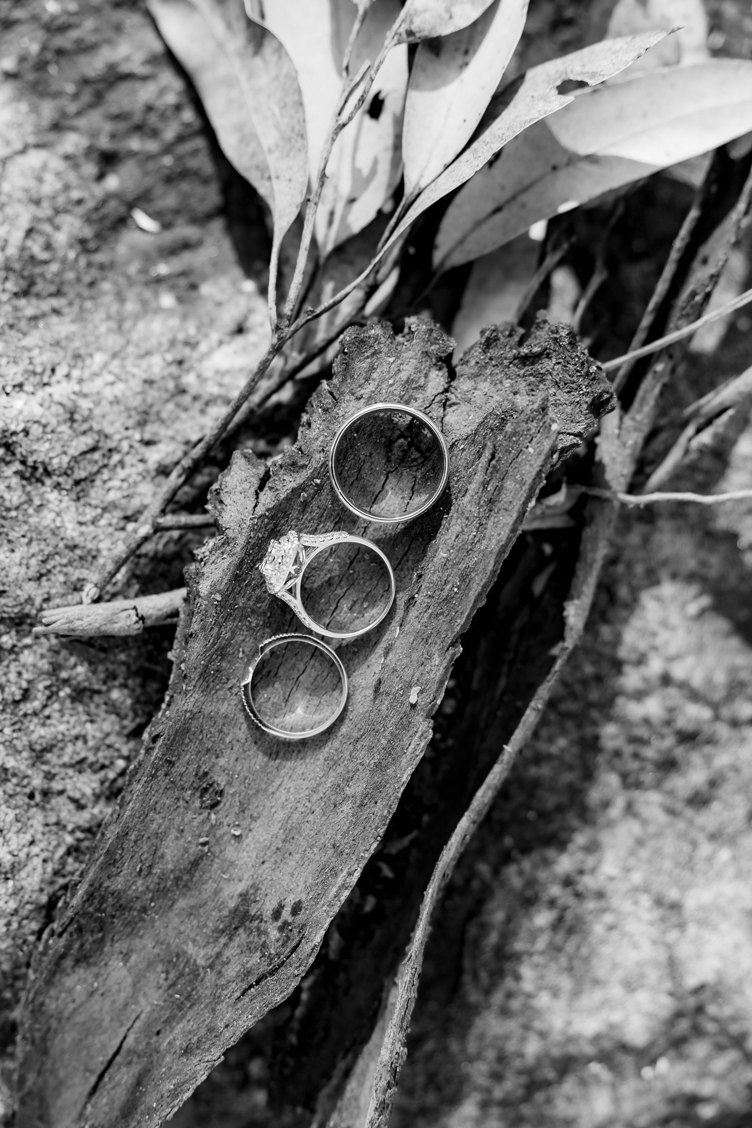 Three wedding rings arranged on a rustic wooden surface with leaves in black and white.