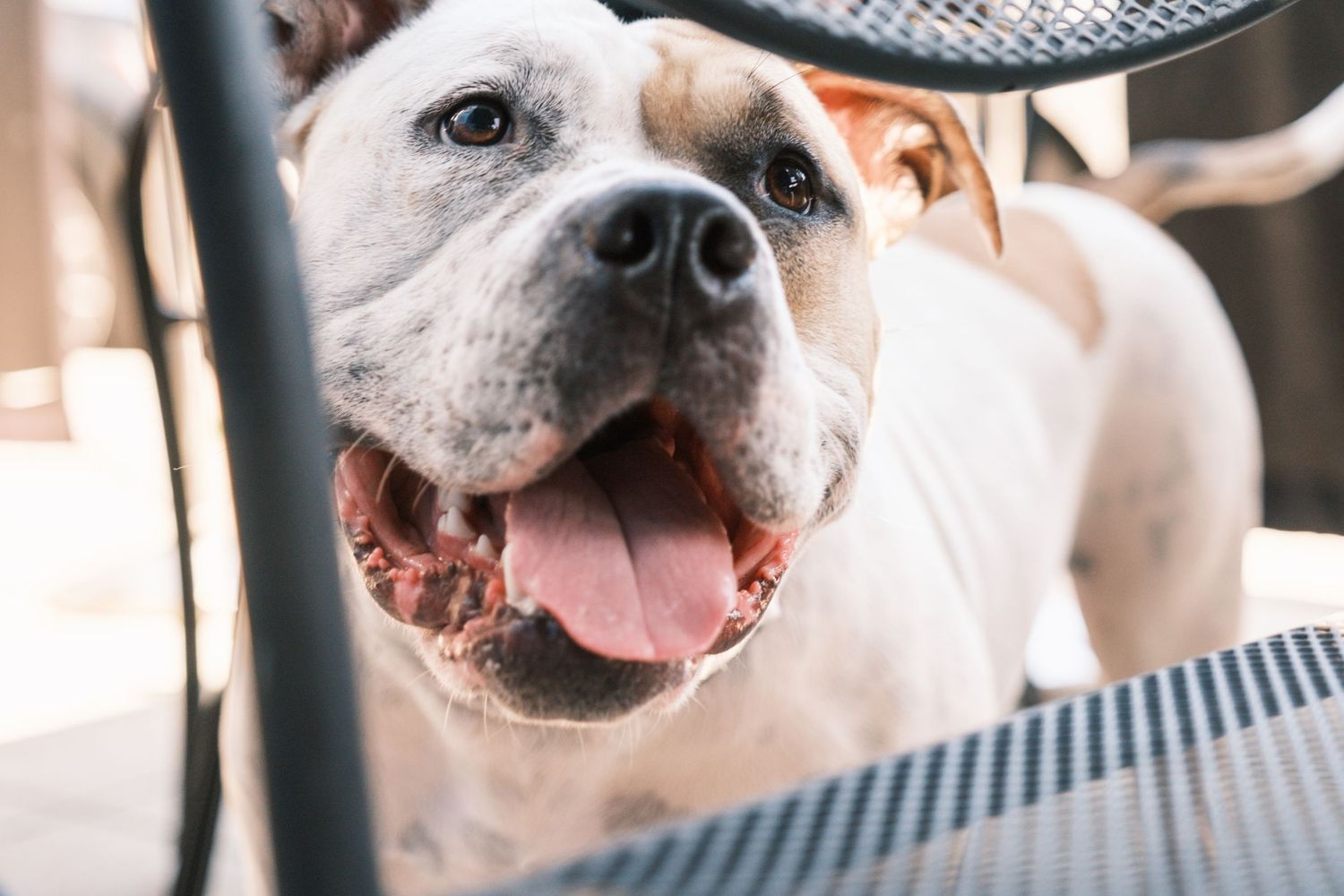 Close-up portrait of a happy white American bulldog with pink tongue out looking up through metal bars.