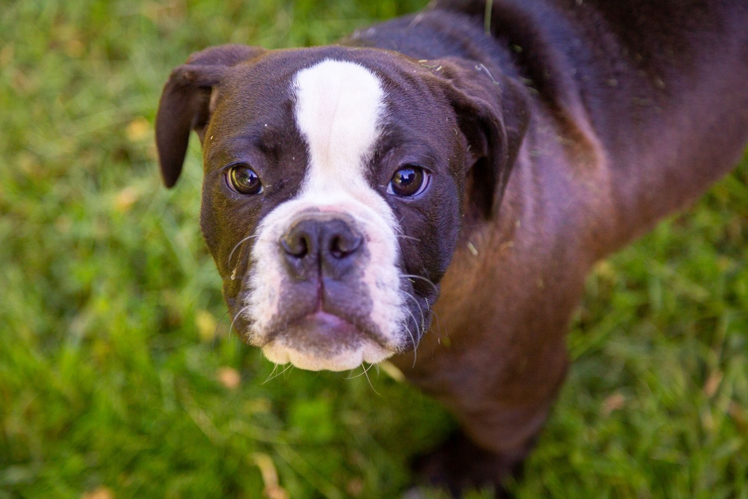 A chocolate brown and white Boston Terrier puppy with bright eyes gazes upward while standing on green grass.