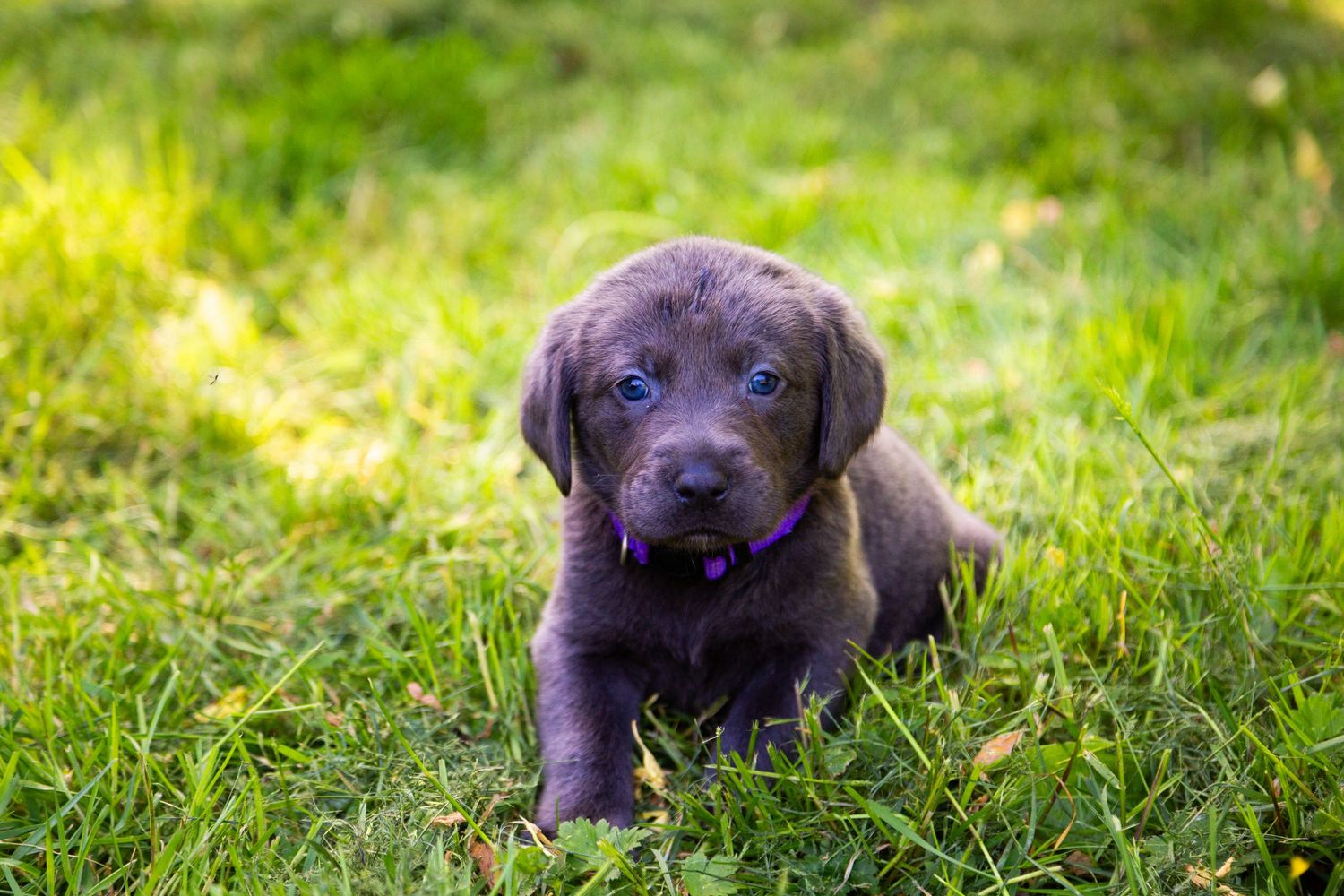 A chocolate Labrador retriever puppy sits in lush green grass on a sunny day, gazing at the camera with bright eyes.