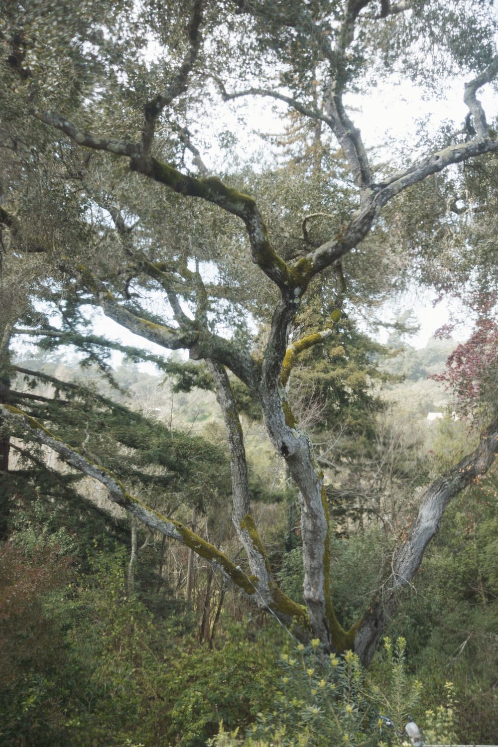 Scenic photo of a unique tree at a Northern California wedding venue