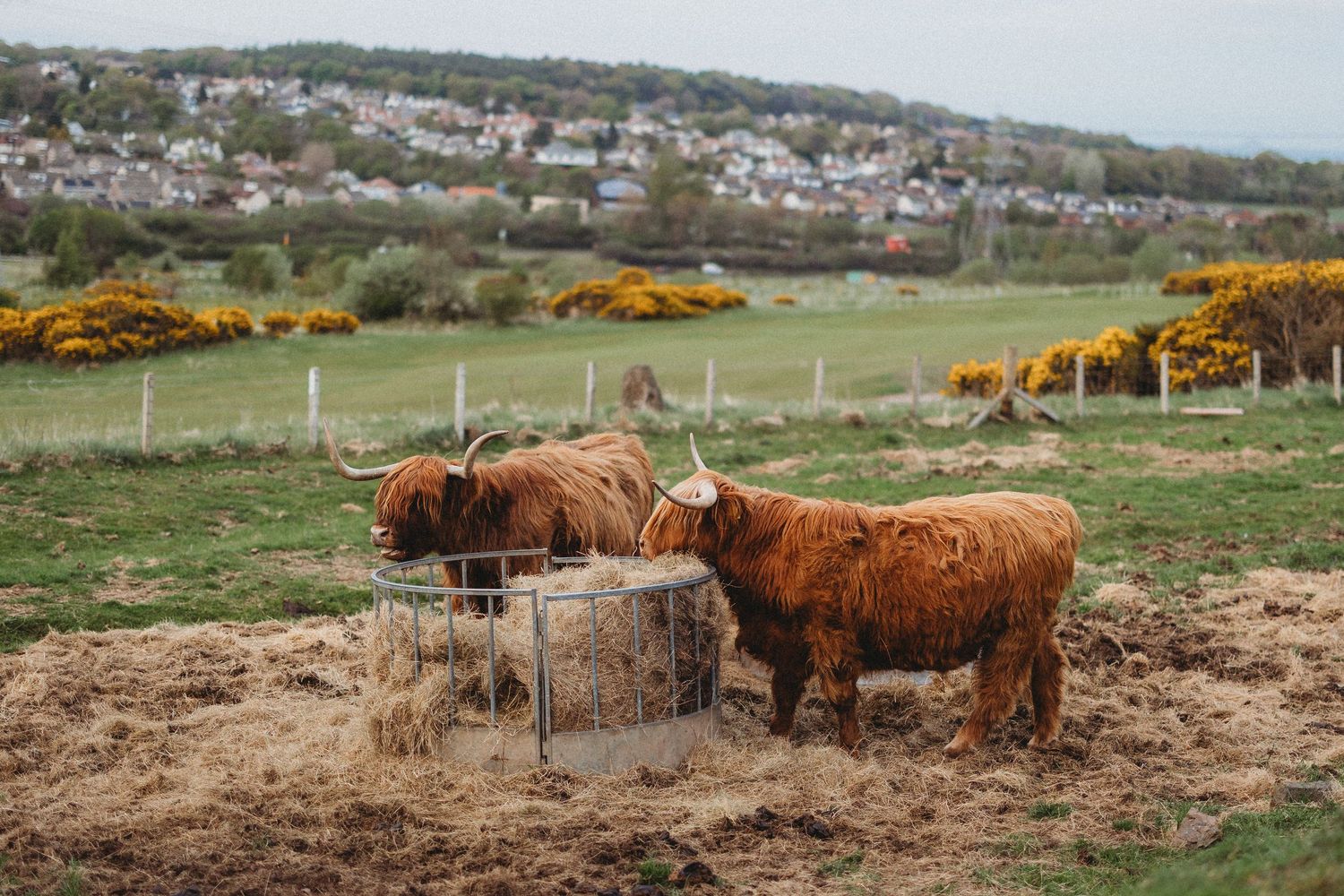 Two brown Highland cattle graze near a hay feeder on a hillside with yellow gorse and coastal town in background.