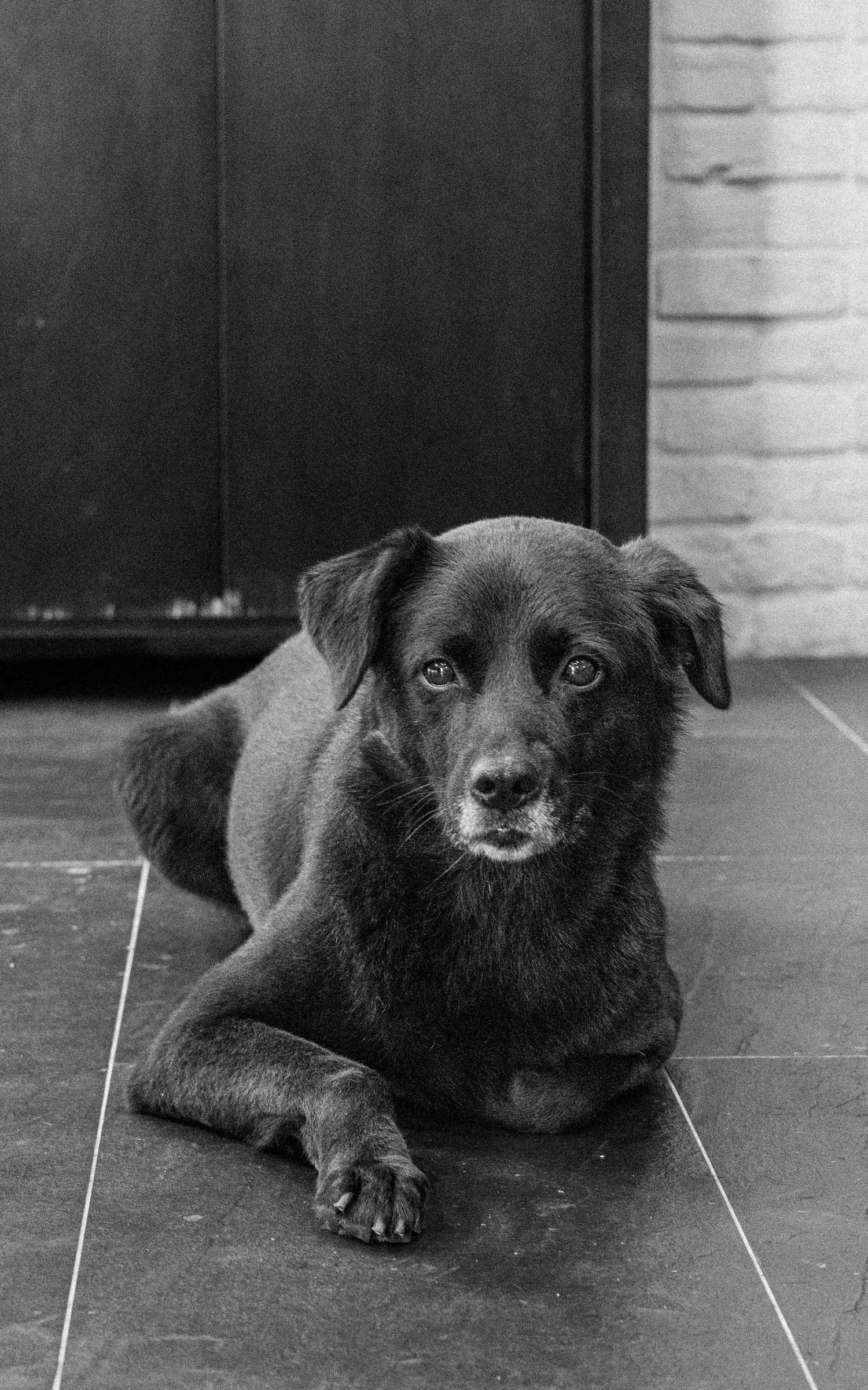 A black mixed breed dog lying on tile floor in black and white portrait style.