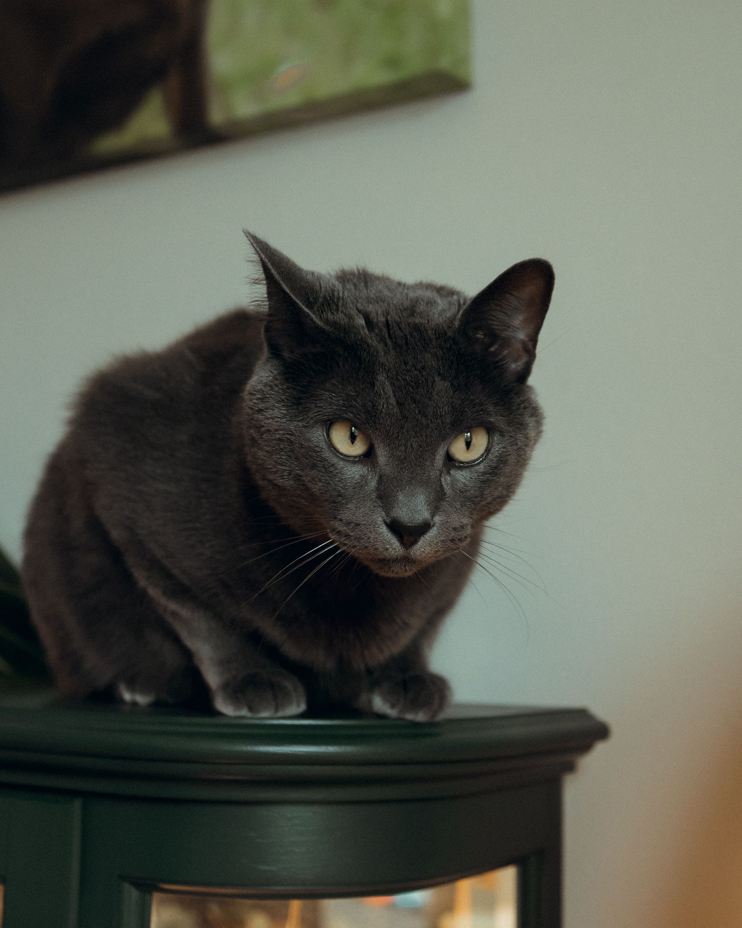 Black cat with yellow eyes lounging on dark furniture in moody lighting.