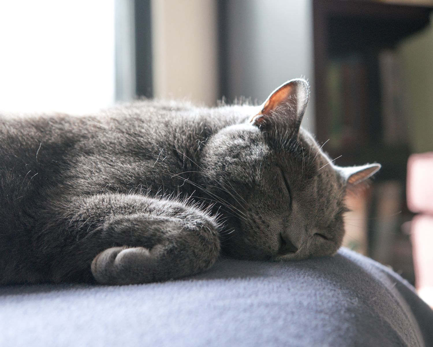 Grey cat sleeping peacefully on soft surface in natural light.