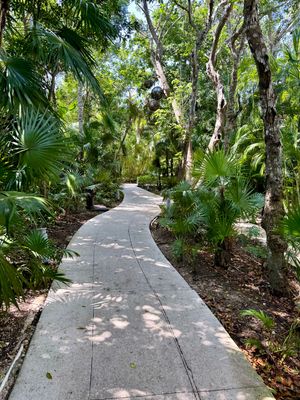 A winding concrete pathway through a lush tropical garden filled with palm trees and foliage.