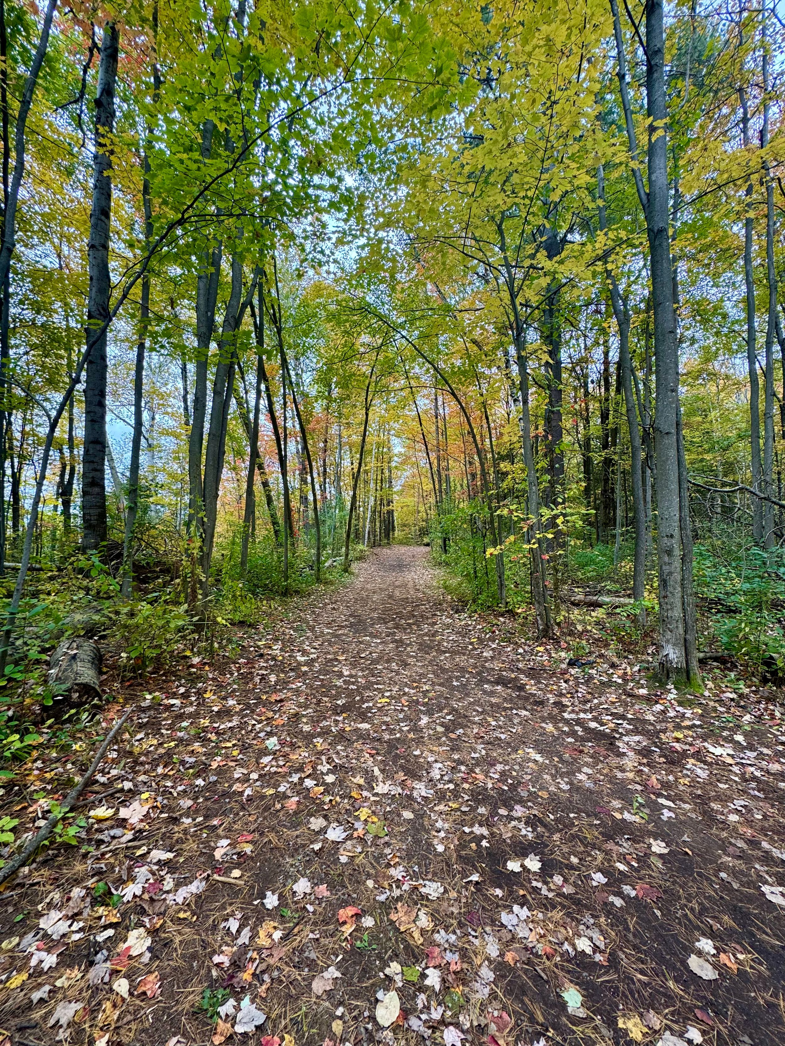 Autumn forest trail covered in fallen leaves winding through tall deciduous trees.