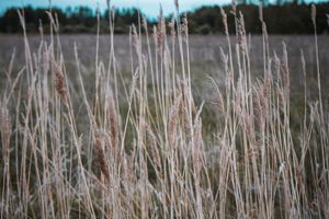 Tall dried grasses sway in a field against an overcast sky, creating a serene natural landscape.