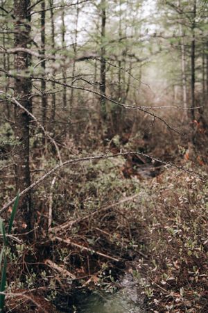 A serene forest scene with bare winter branches and evergreen pine trees in soft, moody lighting.