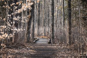 Wooden boardwalk path through bare winter forest with fallen leaves.