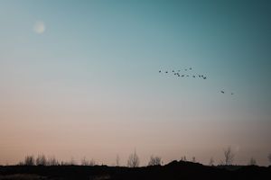 Panoramic view of a calm dusk sky with birds flying in formation.