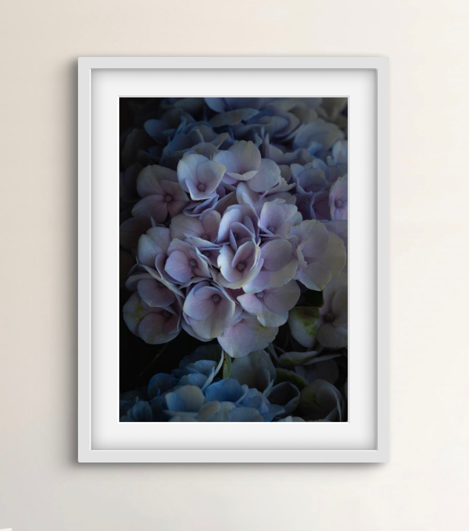 Fine art photographic print of hydrangeas in macro detail