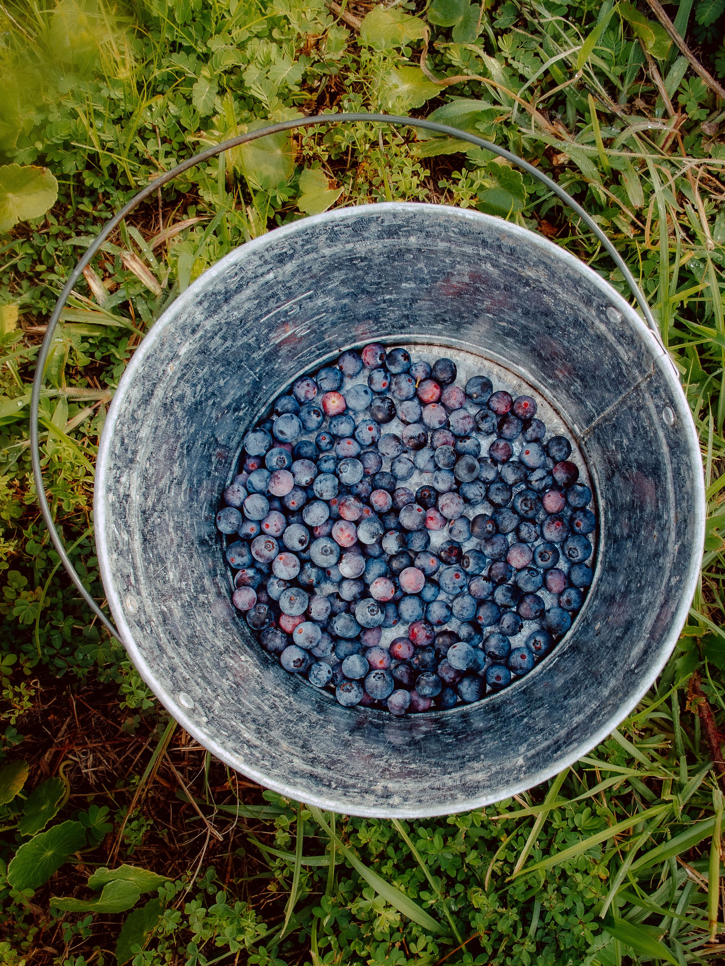 bucket of freshly picked blueberries at a U-Pick farm in Callaway, Florida