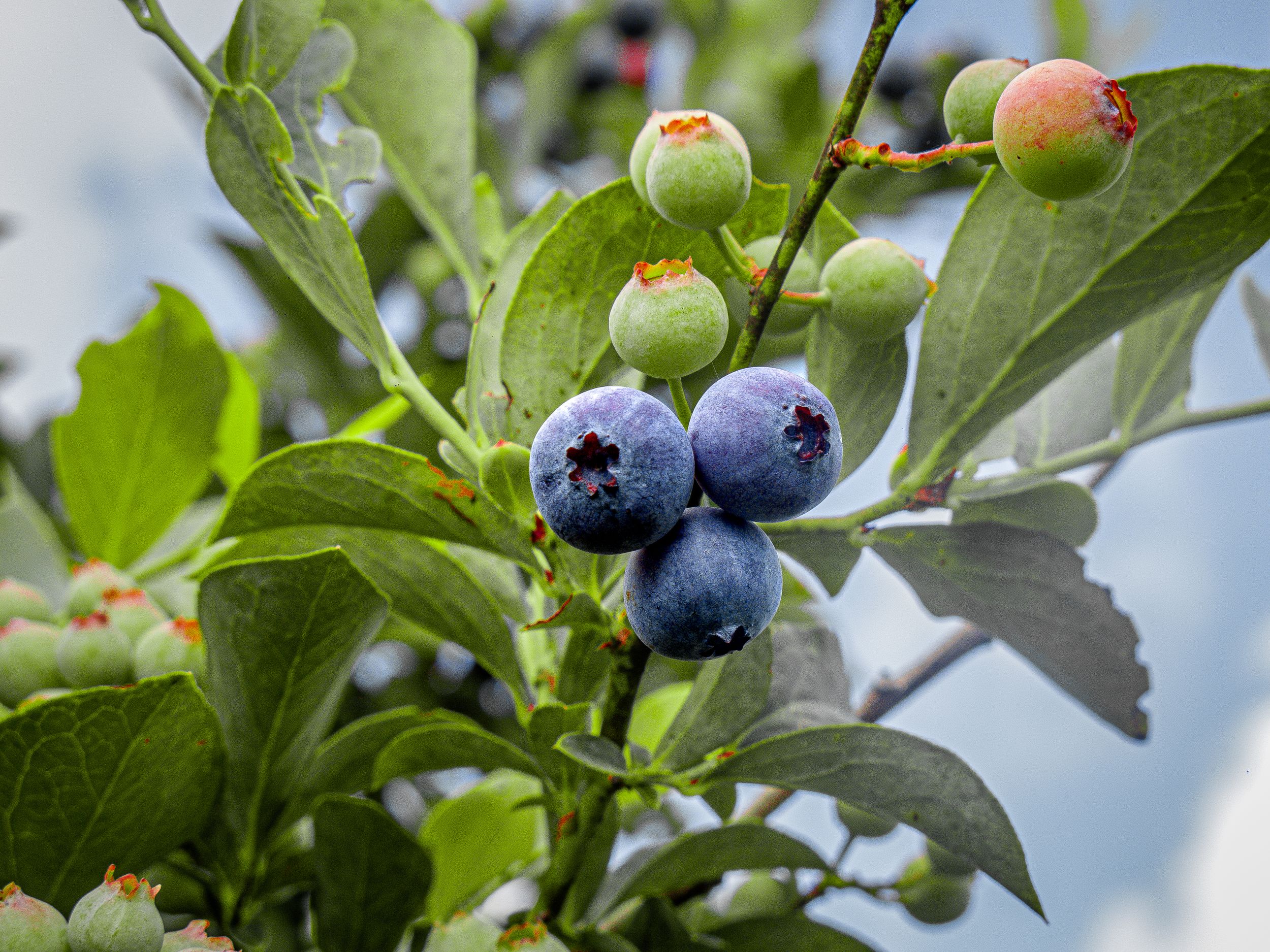 Close-up of ripe blueberries on the bush, ready for picking