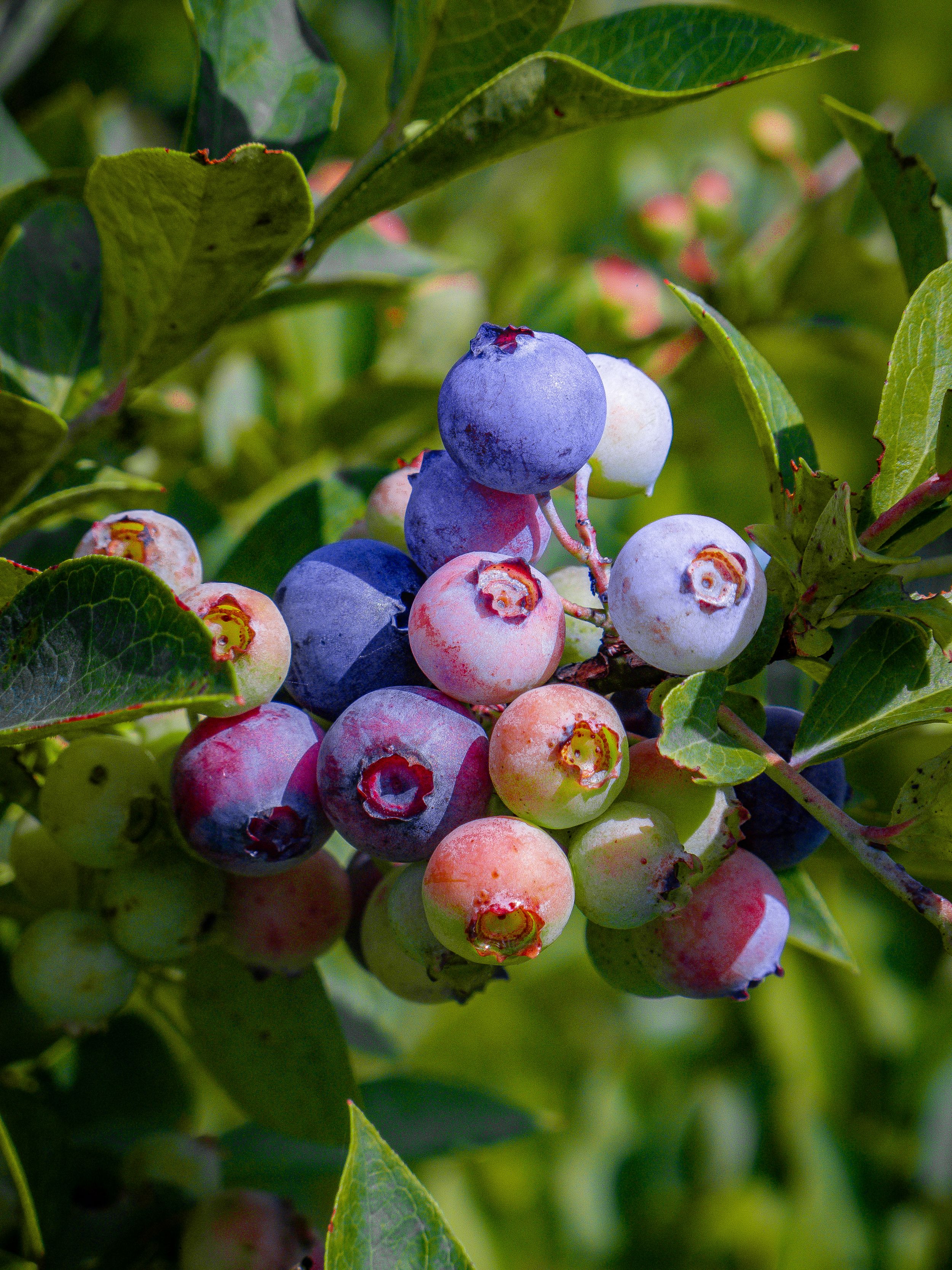 Rows of blueberry bushes on a humid summer day at Brown’s Bees and Berries