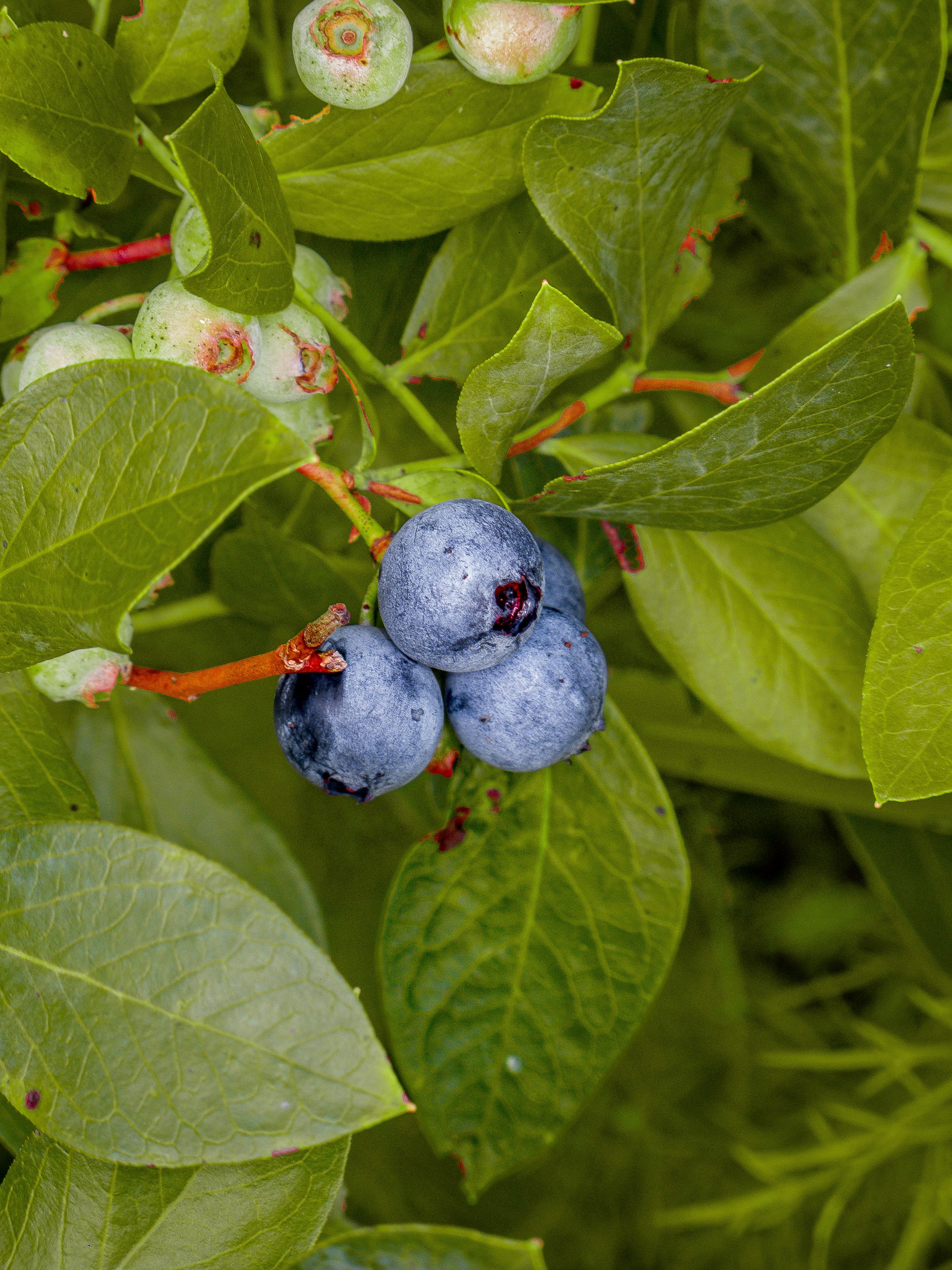 Rows of blueberry bushes on a humid summer day at Brown’s Bees and Berries