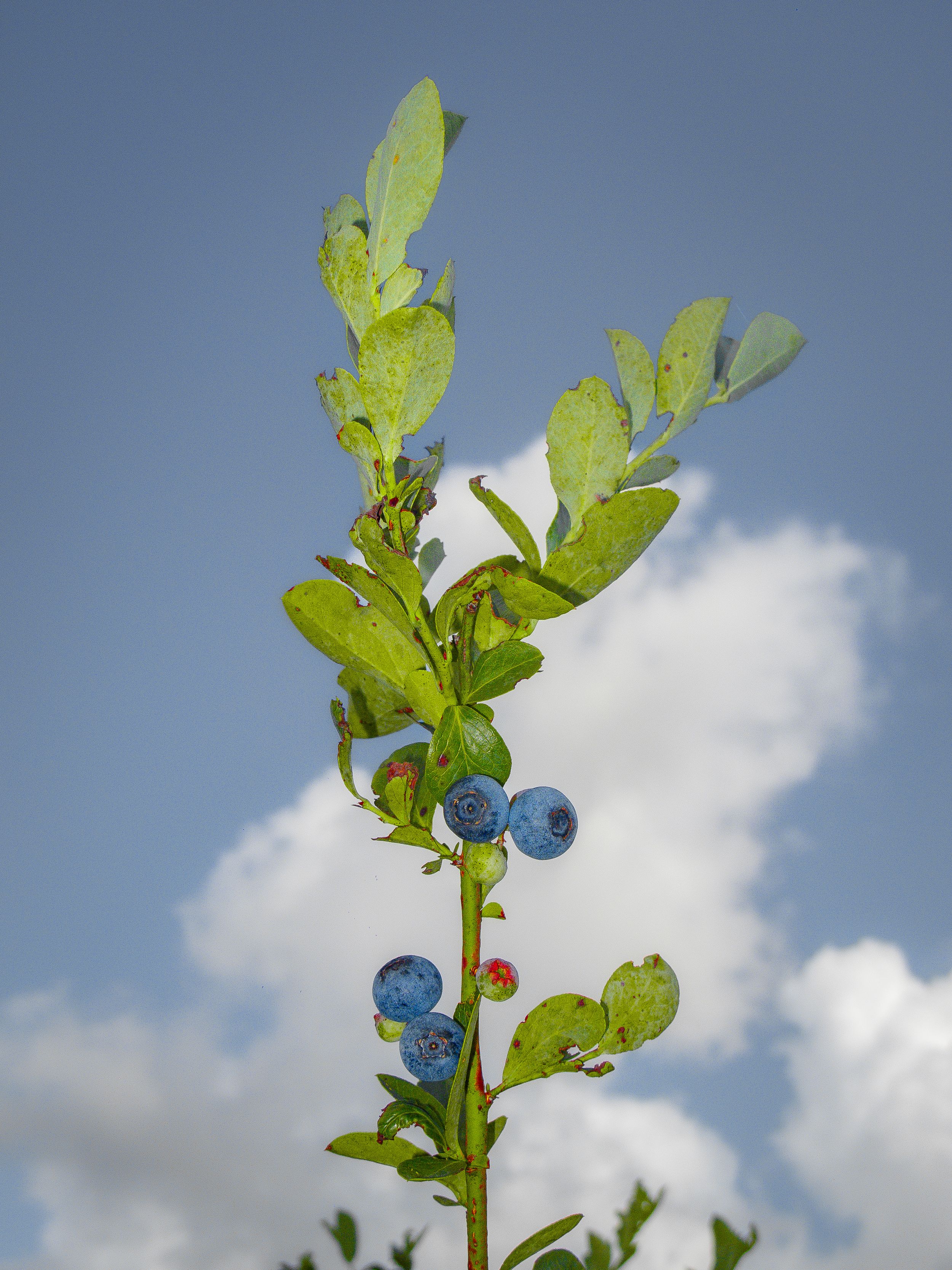 blueberry bushes on a humid summer day at Brown’s Bees and Berries