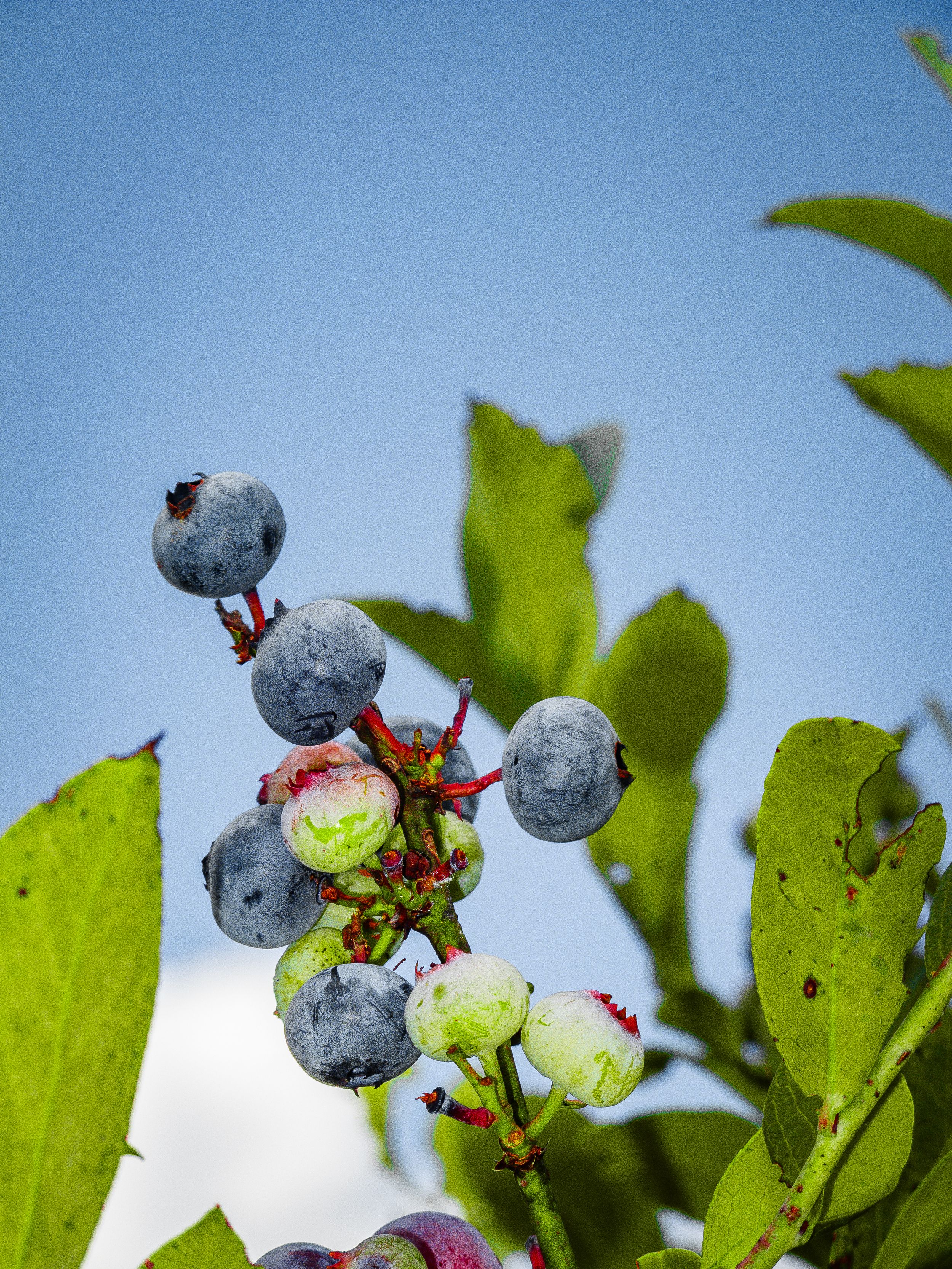 Close-up of ripe blueberries on the bush, ready for picking