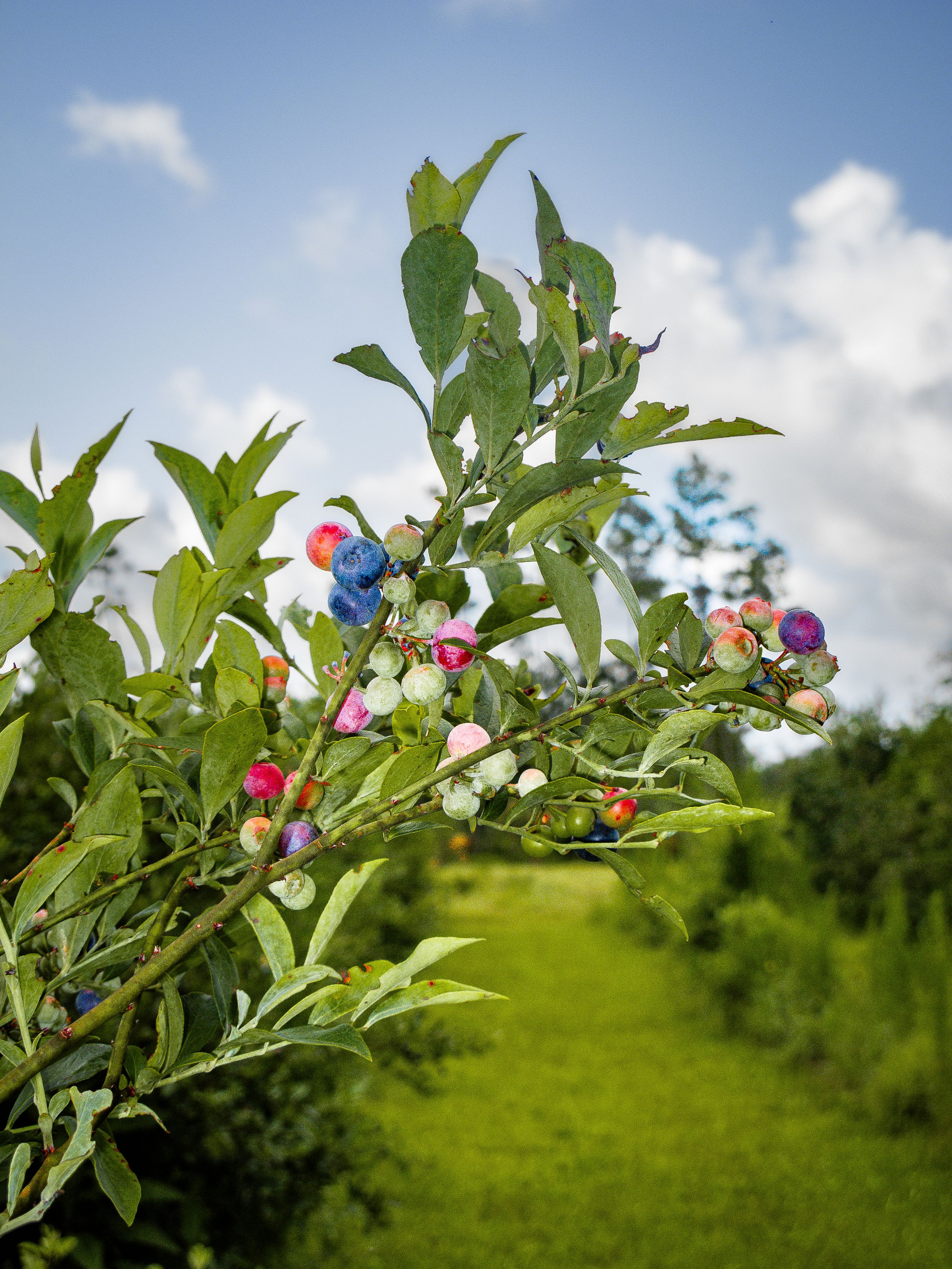 blueberry bushes on a humid summer day at Brown’s Bees and Berries