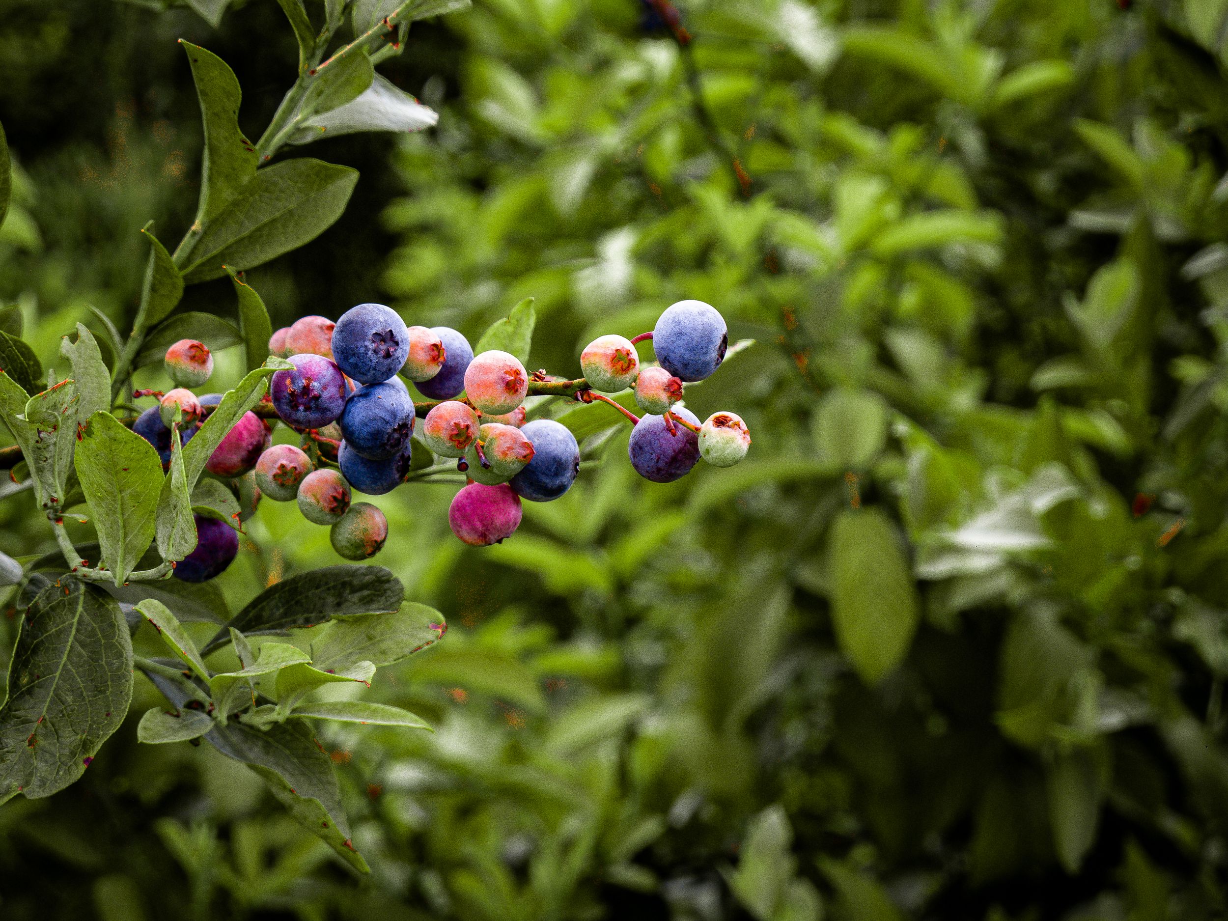 blueberry bushes on a humid summer day at Brown’s Bees and Berries